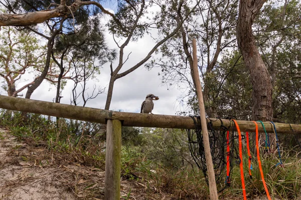 Kookaburra Acampamento Moreton Island Queensland — Fotografia de Stock