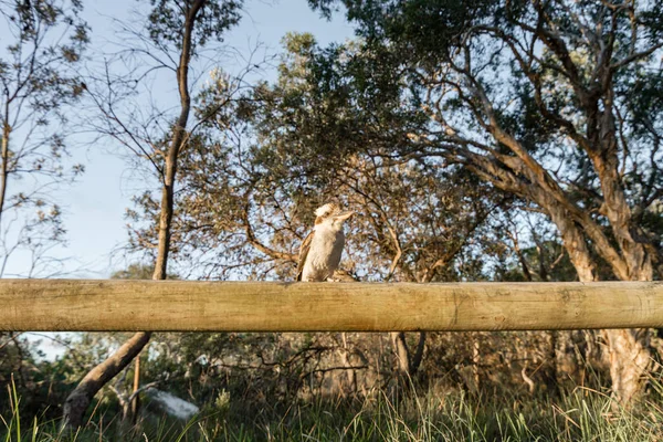 Kookaburra Acampamento Moreton Island Queensland — Fotografia de Stock