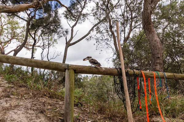 Kookaburra Acampamento Moreton Island Queensland Imagens De Bancos De Imagens Sem Royalties