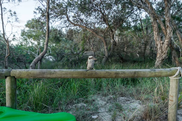Kookaburra Camp Moreton Island Queensland Stockbild