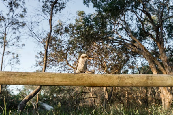 Kookaburra Acampamento Moreton Island Queensland Imagens De Bancos De Imagens