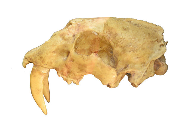 Skull of sabre-toothed tiger showing massive canine teeth, from last Ice Age