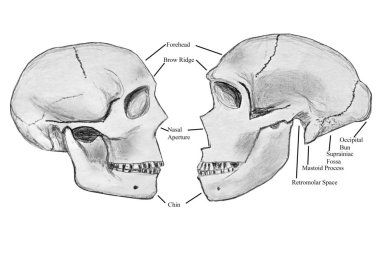 Pencil sketch of Human skull and Neanderthal skull clipart