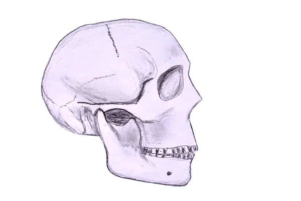 Sketch Human Skull Profile Viewed Right Hand Side — Stock Photo, Image