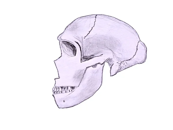 Sketch Neanderthal Skull Profile Viewed Left Hand Side — Stock Photo, Image