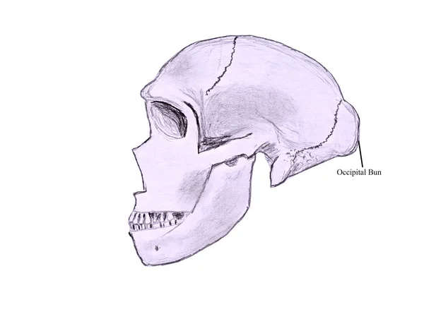 白い背景で隔離のプロファイルでネアンデル タール人の頭蓋骨のスケッチ — ストック写真
