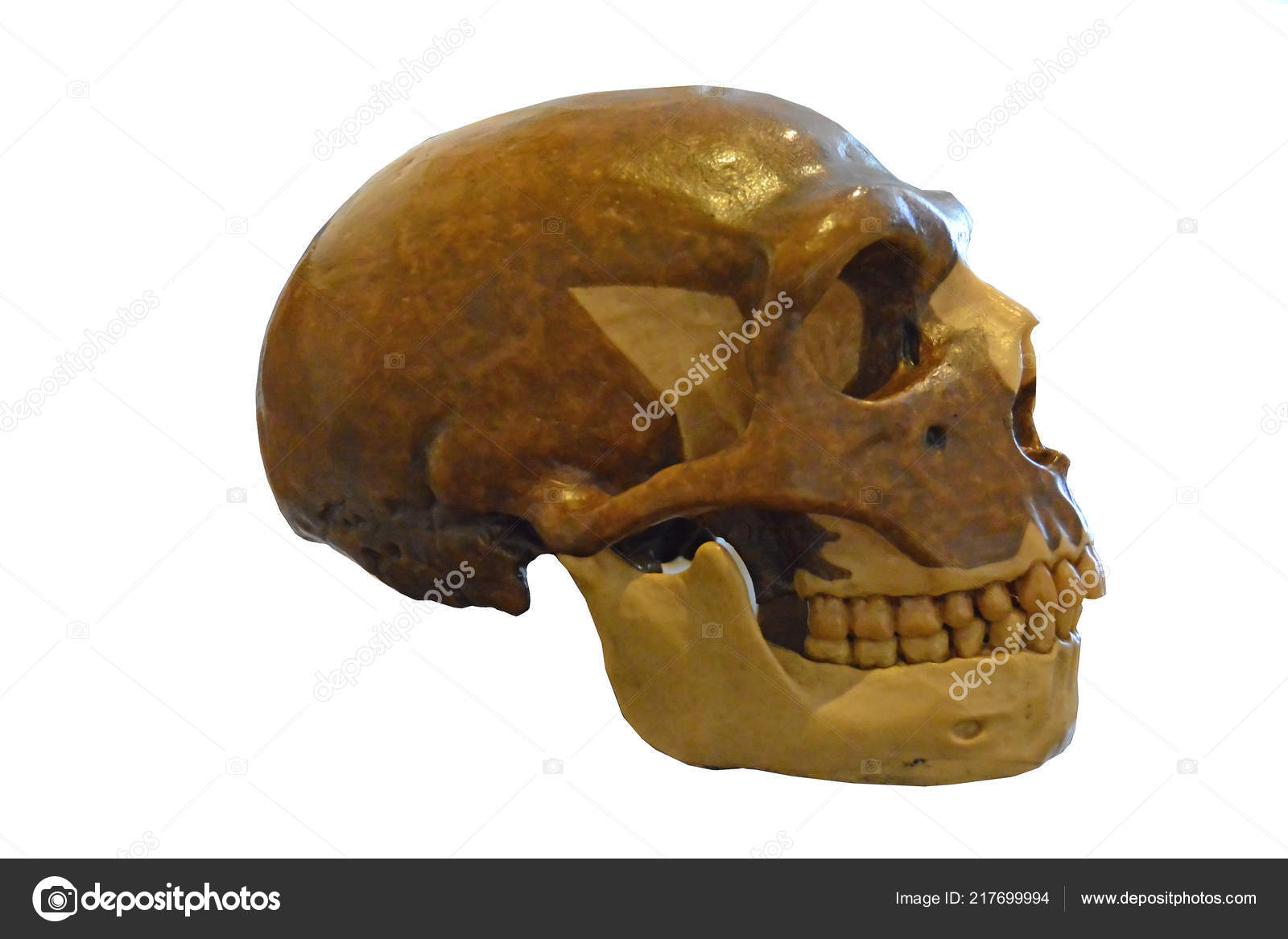ネアンデル タールの頭蓋骨 右側ビュー表示特性眼窩上リッジ 鼻バットレスとレトロなモル ギャップ 強力な顎と顔 Forumen — ストック写真 ©  mountainpix #217699994, image size:1600x1167
