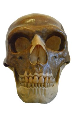 Neandertal kafatası, önden görünüm gösteren karakteristik büyük yörüngeler, burun aparture ve yüz forumen