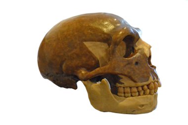 Neandertal kafatası, sağ tarafta görünümü gösteren karakteristik Ayrıca ridge, burun payandanın ve retro molar boşluğu, güçlü çene ve yüz forumen