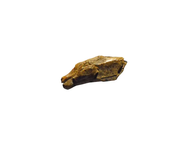 Very Small Wolf Head Carved Bone Deep Ice Age — Stock Photo, Image