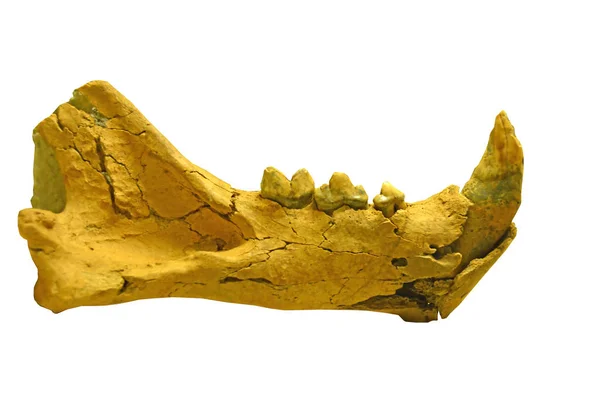 Mandíbula Inferior Leão Caverna Última Idade Gelo — Fotografia de Stock