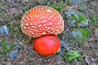 Amanite aksi sinek Agaric bilinen Muscaria Olgun