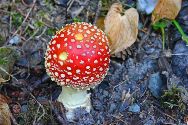 Amanite Muscaria Também Conhecido Como Fly Agaric — Fotografia de Stock