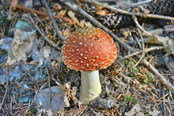 Amanite Muscaria Autrement Connu Sous Nom Fly Agaric — Photo