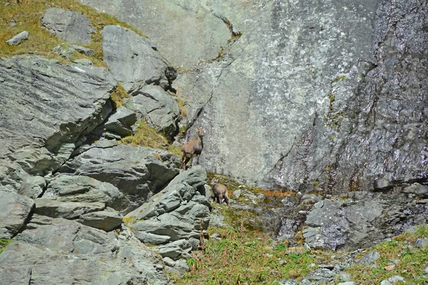 Ibex de montaña —  Fotos de Stock