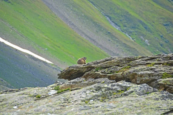 Marmota — Foto de Stock