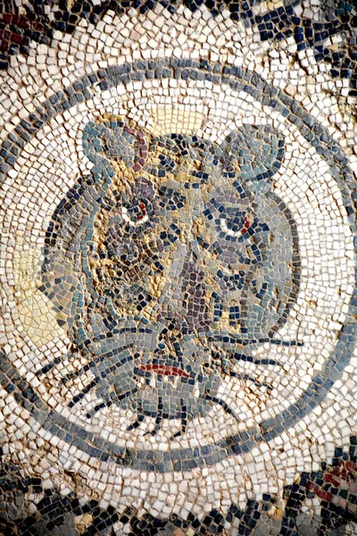 Ancient Roman Mosaic Large Feline Executado Cores Vibrantes Villa Romana — Fotografia de Stock