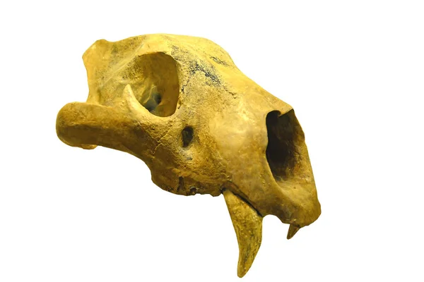 European Cave Lion Panthera Spelea Skull Last Ice Age Immense — Stock Photo, Image