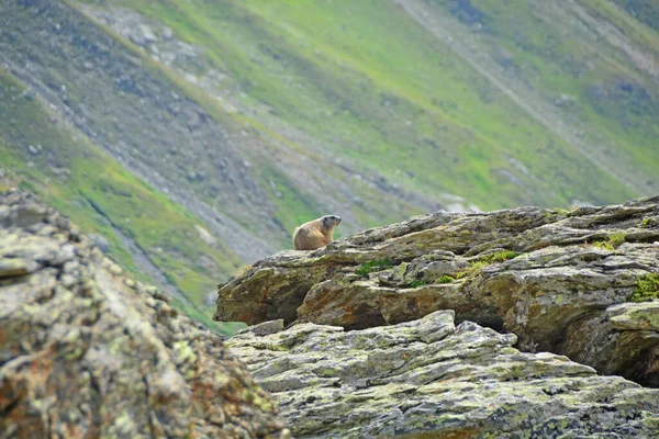 Una Marmota Cuida Familia Sentada Una Gran Losa Granito Las — Foto de Stock