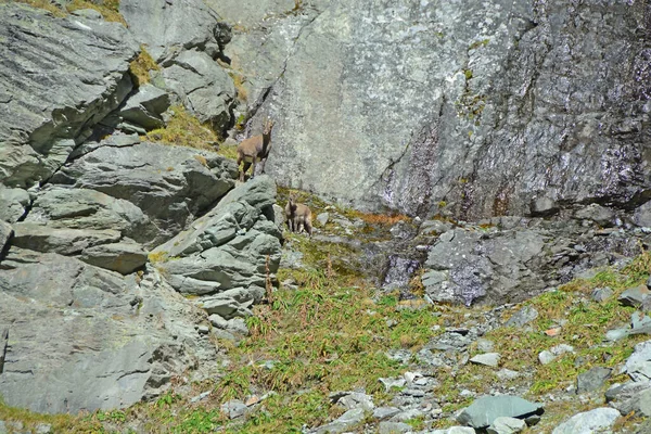 Мать Молодой Горы Ibex Горах — стоковое фото