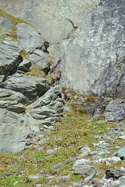 Μητέρα Νεαρό Βουνό Ibex Στα Βουνά — Φωτογραφία Αρχείου