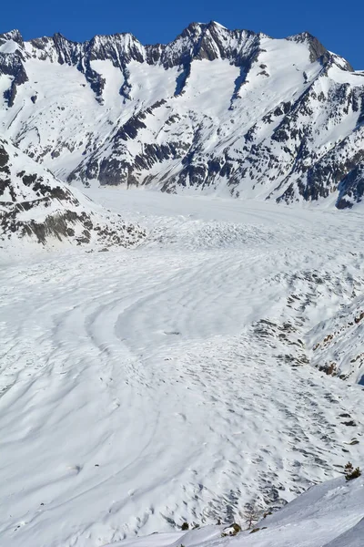 Wannenhorn Bruto Sobre Glaciar Aletsch Los Alpes Berneses Suiza Invierno —  Fotos de Stock