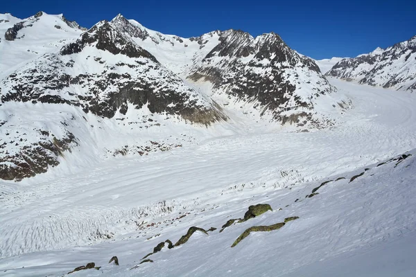 Aletsch Buzulu Avrupa Nın Uzun Buzulu Bernese Alpleri Nde Sattelhorn — Stok fotoğraf