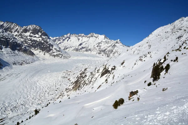 Glaciar Aletsch Wannenhorn Nos Alpes Berneses Suíça Dia Ensolarado Inverno — Fotografia de Stock