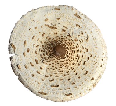 Yenilebilir bir şemsiye mantarının kapağı (makroepiota procera). Beyaz bir arkaplanda izole edilmiş