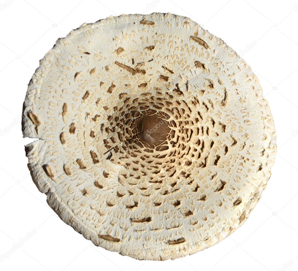 Cap of an edible parasol mushrooms (macrolepiota procera). Isolated against a white background