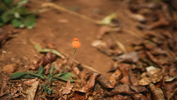 Lonely little beautiful tine orange flower in a red deserted land of Africa, a strong will to live, fight and survive concept, flora in Rwanda, shallow depth, selective focus, macro close up dandelion
