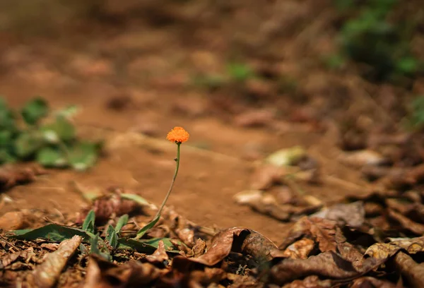 Lonely little beautiful tine orange flower in a red deserted land of Africa, a strong will to live, fight and survive concept, flora in Rwanda, shallow depth, selective focus, macro close up dandelion