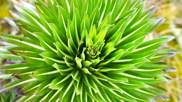 Riesenlobelia Deckenii Flora Der Ostafrikanischen Berge Vegetation Rwenzori Gebirge Grüne — Stockfoto