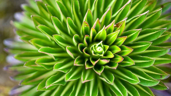 Lobelia Deckenii Géant Flore Des Montagnes Afrique Orientale Végétation Dans — Photo