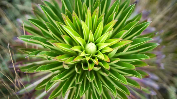 Riesenlobelia Deckenii Flora Der Ostafrikanischen Berge Vegetation Rwenzori Gebirge Grüne — Stockfoto