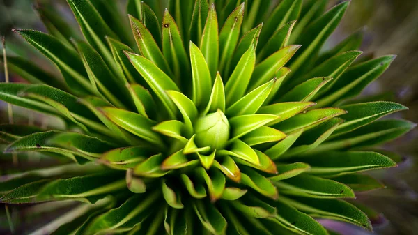 Riesenlobelia Deckenii Flora Der Ostafrikanischen Berge Vegetation Rwenzori Gebirge Grüne — Stockfoto