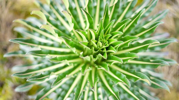 Riesenlobelia Deckenii Flora Der Ostafrikanischen Berge Vegetation Rwenzori Gebirge Grüne — Stockfoto