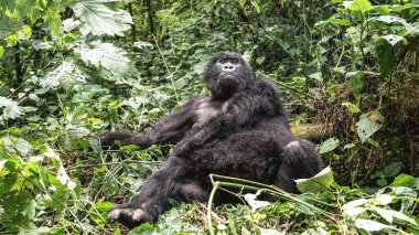 DRC, Uganda, Ruanda 'daki Virunga Ulusal Parkı' nda yaşayan dev gümüş sırtlı dişi goril ormanlarda ve yağmur ormanlarında, Afrika 'da vahşi yaşam, nesli tükenmekte olan ve korunmakta olan memeli hayvan hakları