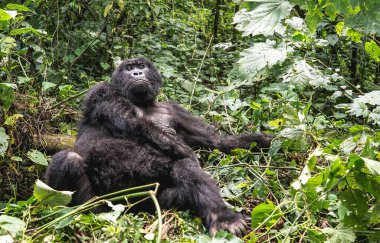 DRC, Uganda, Ruanda 'daki Virunga Ulusal Parkı' nda yaşayan dev gümüş sırtlı dişi goril ormanlarda ve yağmur ormanlarında, Afrika 'da vahşi yaşam, nesli tükenmekte olan ve korunmakta olan memeli hayvan hakları