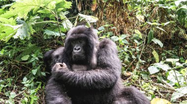 Şirin bir bebekle emziren dişi goril vahşi ovalarda yeşil çimlerin üzerinde oturur, ovalarda goril yürüyüşü turu, Afrika 'da Virunga Ulusal Parkı, DRC, Uganda, Ruanda