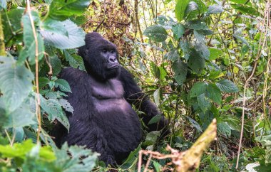 Erkek gümüş sırtlı dağ gorili, Afrika 'da Afrika' da gorili koruyan UNESCO tarafından korunan Kongo Demokratik Cumhuriyeti 'ndeki Virunga Ulusal Parkı' ndaki ormanlarda yaşar.