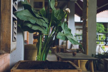 Barış zambağı, yeşil, büyük ve uzun bir bitki, içinde kahve tozu gübresi, kapalı alan tasarımı ve dekorasyon fikirleri olan ahşap bir tencerede, teras evin içinde, bahçeyle ilgili fikirler.