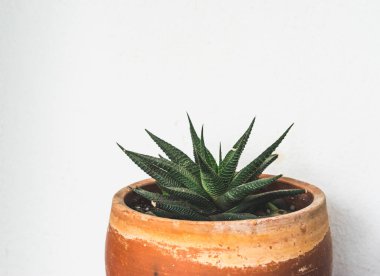 Aloe vera lacivert bir bitki, beyaz duvardaki eski kahverengi bir tencerede.