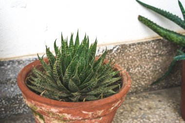 Yerdeki eski kahverengi tencerede sulu aloe vera bitkisi