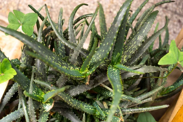Dunkelgrüne Alte Aloe Vera Pflanze Topf Für Haus Garten Und — Stockfoto