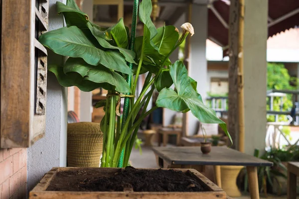Peace lily, green big and tall plant in a wooden box pot with coffee beans powder fertiliser, indoors design and decor ideas, terrace inside the house, gardening ideas at home