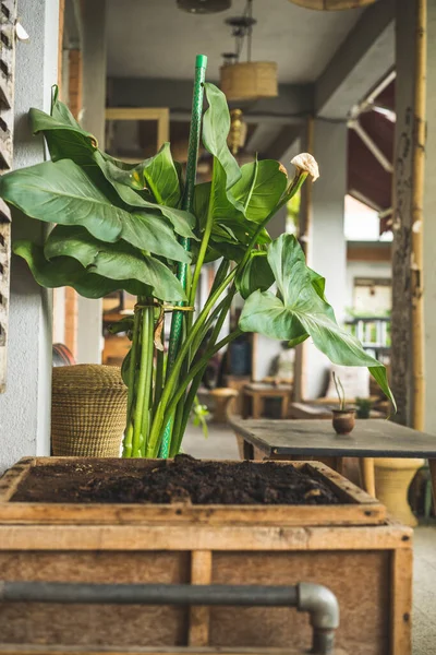 Friedenslilie Grüne Große Und Hohe Pflanze Einer Holzkiste Mit Kaffeebohnen — Stockfoto