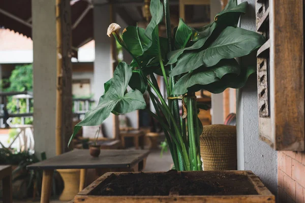 Friedenslilie Grüne Große Und Hohe Pflanze Einer Holzkiste Mit Kaffeebohnen — Stockfoto