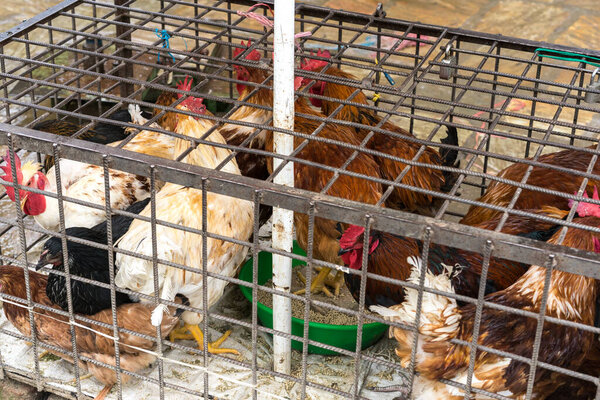 Белые и коричневые цыплята в маленькой клетке для продажи на местном фермерском рынке, жестокость и жестокое обращение с животными, зеленые вегетарианцы и вегетарианцы, чтобы сохранить концепцию планеты, избирательный фокус