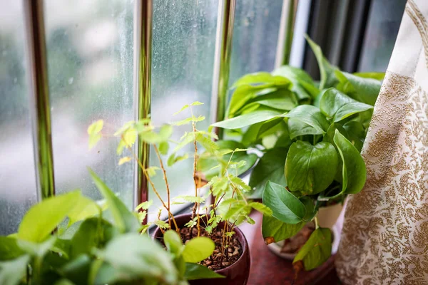 Plantes Vertes Dans Des Pots Sur Rebord Fenêtre Idées Maison — Photo